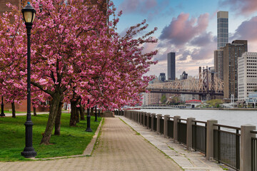 Cherry blossoms on Roosevelt Island in New York.