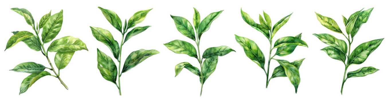 Watercolor green tea leaves isolated on transparent background. 
