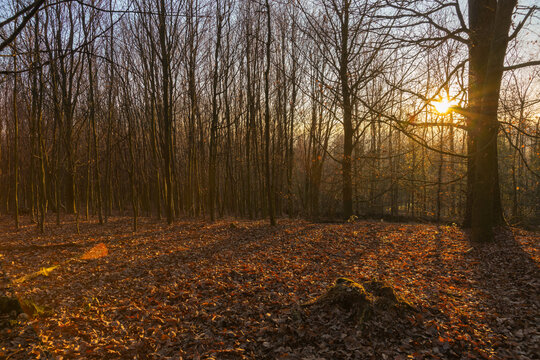 Sonnenuntergang im Wald mit laubbedecktem Boden