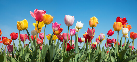 beautiful tulip field panorama with various types, blue sky