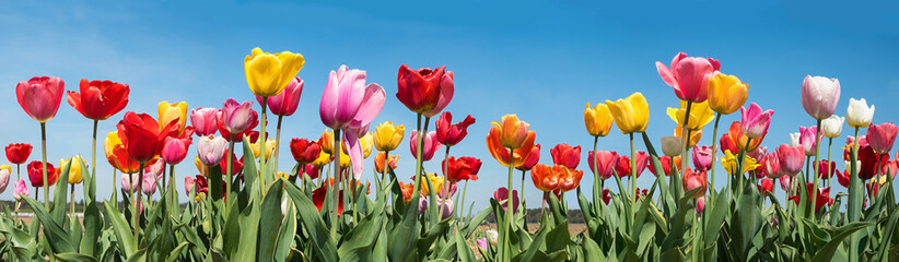 colorful tulip field panorama with various types, blue sky - 788328987