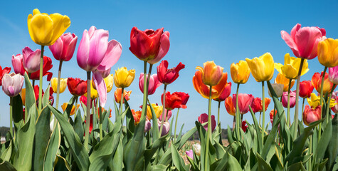 beautiful tulip field panorama with various types, blue sky