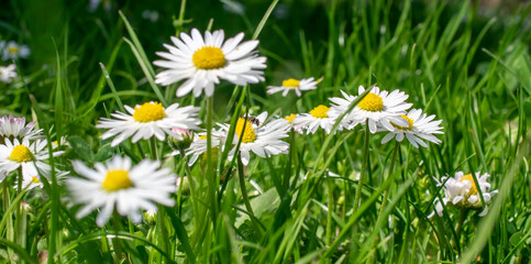 spring meadow, blooming field daisy