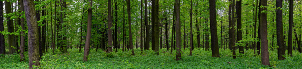 interior of a deciduous forest in spring