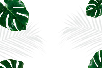 Green Monstera and palm leaves shadow png