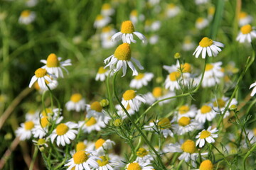 Chamomile flower grow in the garden. Camomile in the nature. Field of camomiles at sunny day at...