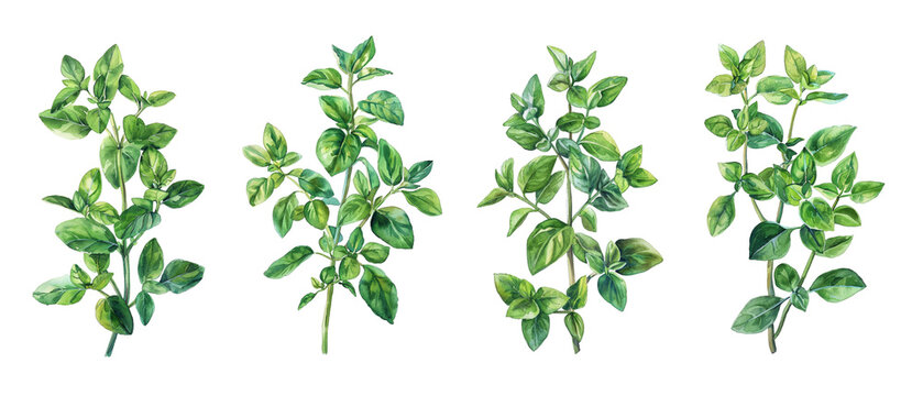 Watercolor green oregano leaves isolated on transparent background. 