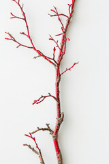 Fototapeta premium Vertical Close up red dry autumn tree branch.
