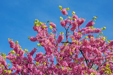 Springtime. Branches of Judas tree ( Cercis Siliquastrum, Red Bud ) with bright pink flowers against  blue sky