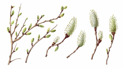 Willows branches. Spring pussy plant catkins buds in - obrazy, fototapety, plakaty