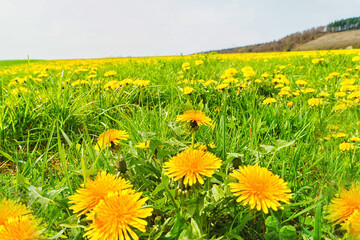 Large field with yellow flowers on a sunny day.