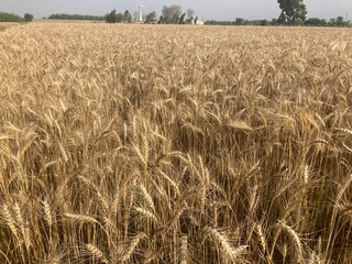 golden wheat field. golden wheat field in summer. close up of wheat ears. backdrop of ripening ears of golden wheat field on the sunset.Harvest concept