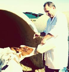 Veterinarian is feeding newborn calf in barn
