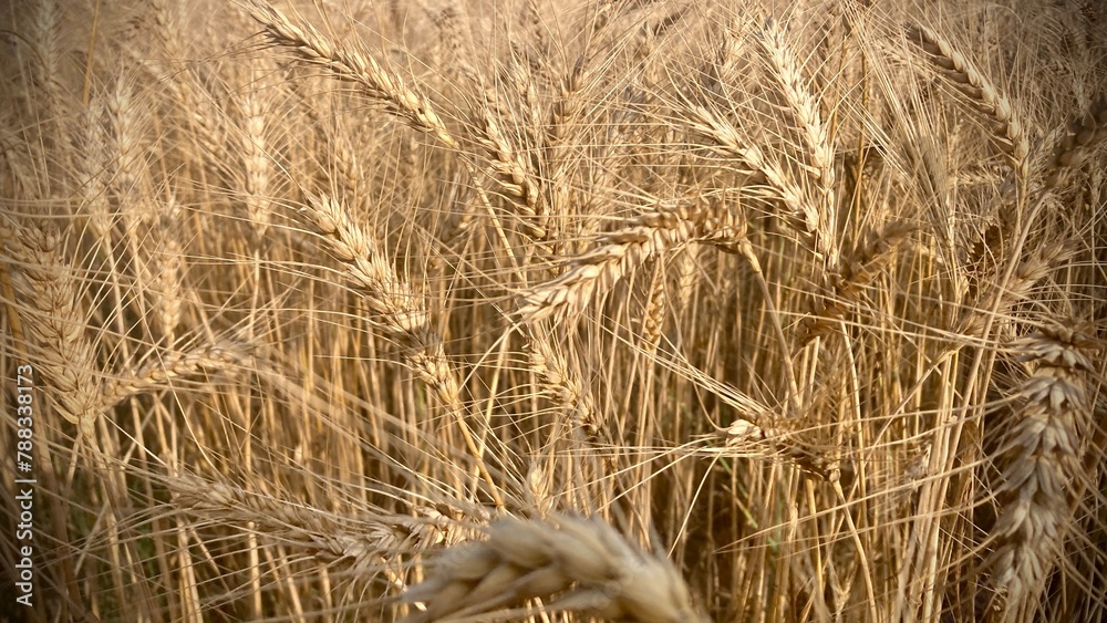 Wall mural golden wheat field. golden wheat field in summer. close up of wheat ears. backdrop of ripening ears 