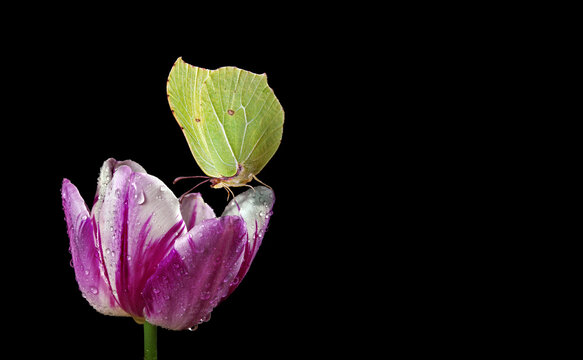 yellow butterfly on purple tulip flower in water drops isolated on black. brimstones butterfly close up. copy space