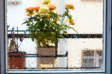 Rose bush in a flower pot on balkon during the rain