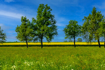 Green field of grass with trees yellow field of flowering rapeseed on blue sky, landscape of...