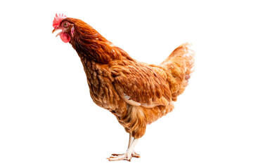 Chicken, Full body of brown chicken hen standing isolated transparent background, Laying hens...