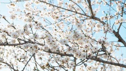 Arriving Of The Spring With Almond Flowers