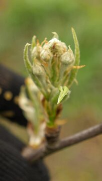 A farmer examines the early leaves of a pear tree. Agriculture. Vertical video