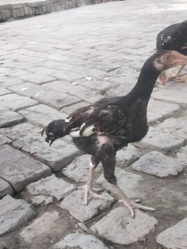 aseel rooster and hen
