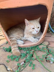 A light-colored cat lounges in a clay pot house.