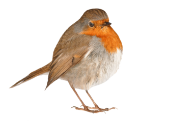 robin bird isolated on transparent or white background