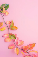Vertical Multicolored autumn leaves on a pink background. There is a copy space nearby.