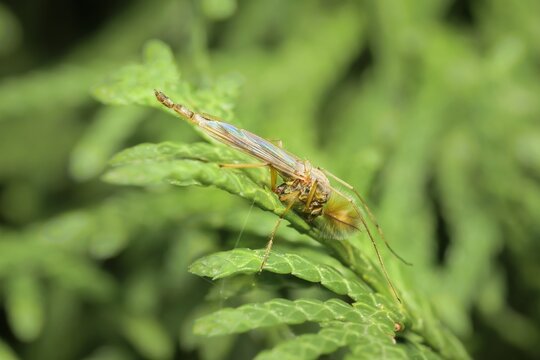 Little mosquito Chironomidae on a leaf