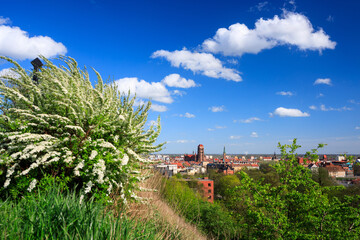 Beautiful blooming bushes and the Main City of Gdansk at spring, Poland
