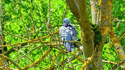 Taube im Baum