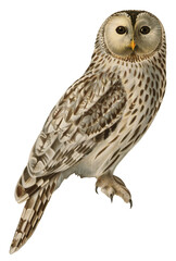Obraz premium Bird ural owl png hand drawn