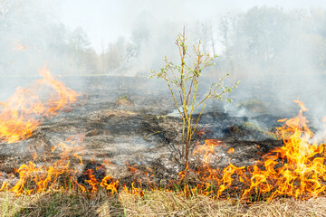 Burning dry grass on the field. Fire in the field. Environmental disaster, environment, climate change, environmental pollution.