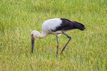 田んぼで餌を探すコウノトリ 鸛