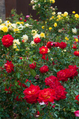Roses in the garden, Roses are beautiful with a beautiful sunny day.