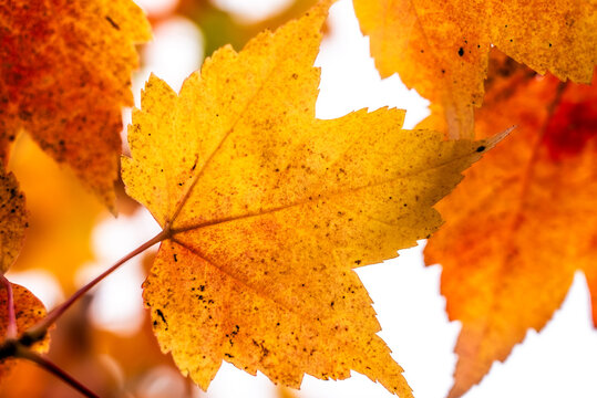 Orange leaf backlit on crip fall day