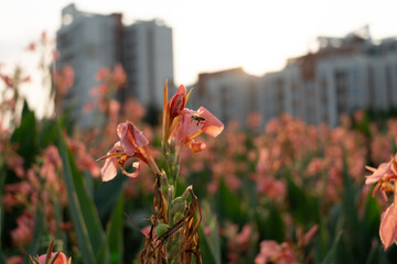 At dusk, the sun shines through the clouds, and in the park next to the high-rise residential complex, yellow bees fly to the pink canna flower cores to collect nectar - obrazy, fototapety, plakaty