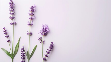 Fragrant lavender flower arranged elegantly on a white background, emanating relaxation and...