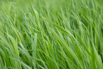 green fresh spring grass swaying, flutter in strong wind, stormy weather, Wind Gusts, natural blurred background, summertime season, environmentally friendly plants
