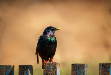 black starling bird sitting on a fence in a spring sunny garden - 788359553