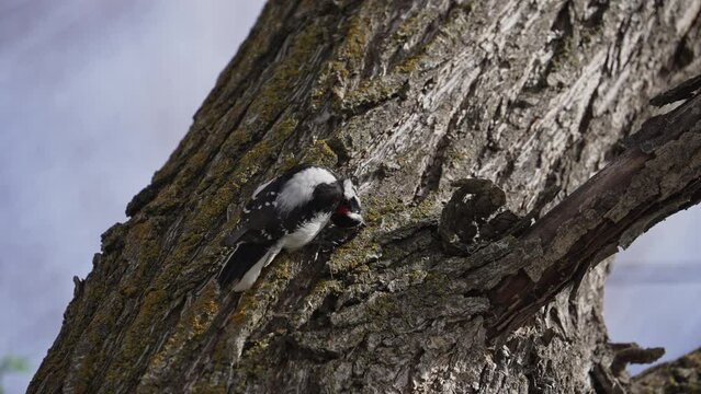 Downy Woodpecker bouncing on the bark of a tree as it searches for bugs.