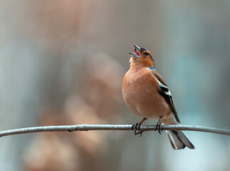 a beautiful bird, a male finch sits on a branch in a spring sunny garden and sings