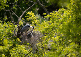 Fototapeta premium Grey heron on the nest. Heron feed the chicks.