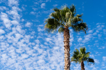 tropical tall African Sabal fan palms gracefully sways against blue sky, natural beauty tropics, infinity tropical background, banner for travel agencies, hotels, airlines