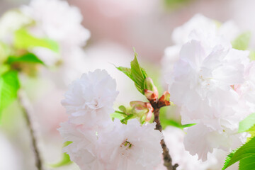 農業公園に咲く美しい桜の花