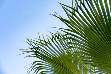 tropical African Sabal fan palms gracefully against blue sky close-up, transcendence infinity...