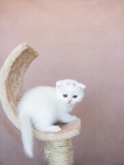 British Shorthair kitten of silver color on blue and gray backgrounds