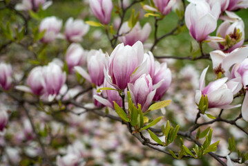 magnolia tree blossom in springtime.