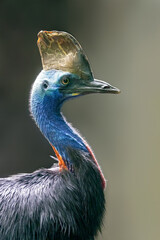 The southern cassowary (Casuarius casuarius), also known as double-wattled cassowary, Australian cassowary, or two-wattled cassowary. Side profile with soft background.