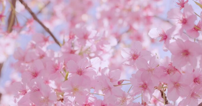 ピンク色が綺麗な満開の桜の花